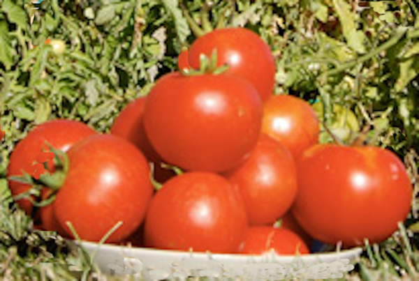 Pomodori Toscani