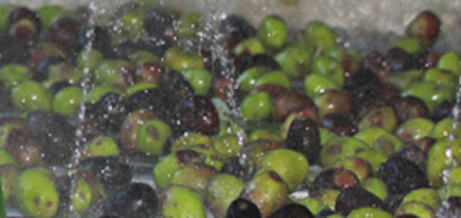 Lavaggio delle olive