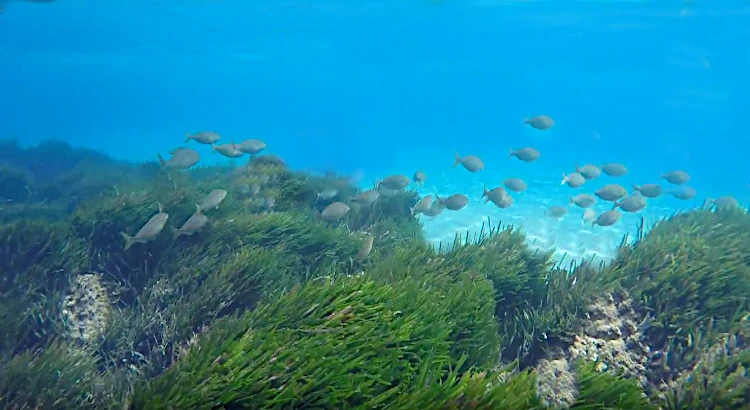 Prateria di Posidonia