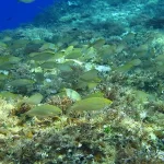 Dove fare immersioni e snorkeling sulla Costa degli Etruschi