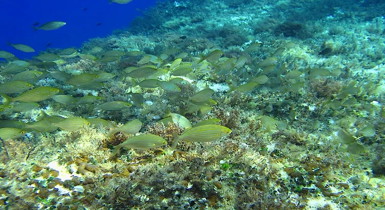  immersioni e snorkeling sulla Costa degli Etruschi