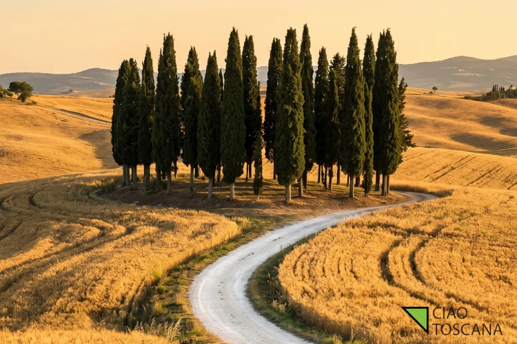 Cipressi di San Quirico d'Orcia lungo la Via Cassia